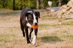 hond bij herdenkingsfotografie