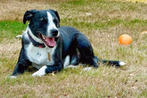 hond bij herdenkingsfotografie